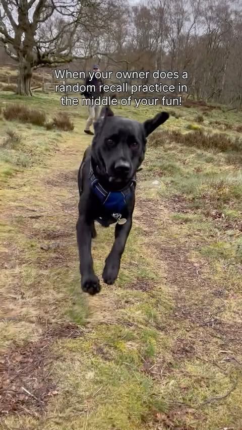 Instagram post by @leoblacklabpup for Pooch and Mutt. Caption reads: Why practising recall matters …even if your dog is....