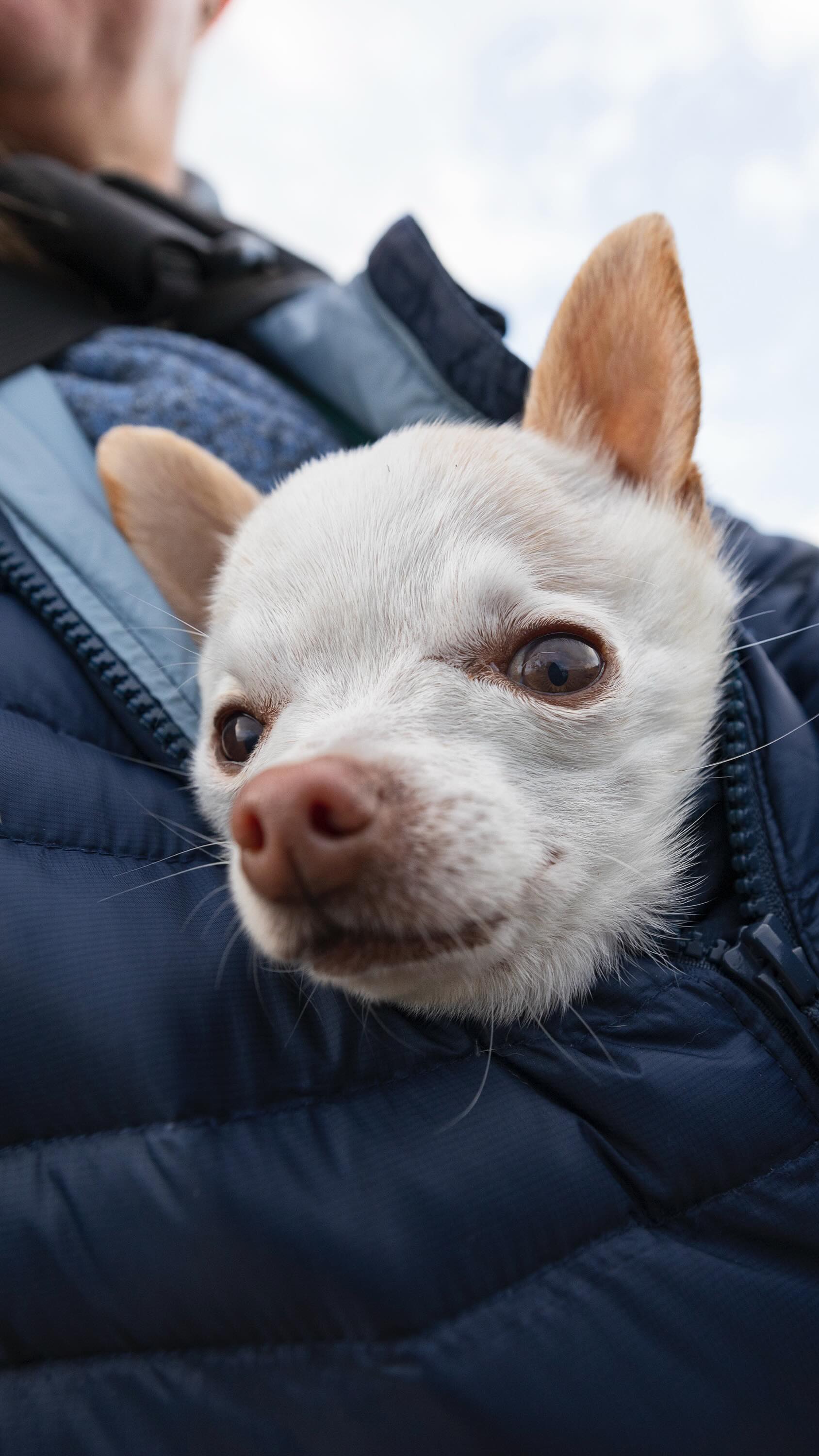 Instagram post by @smallest.of.the.small for Canon USA. Caption reads: November light for the cynophile 

Yes that is a....