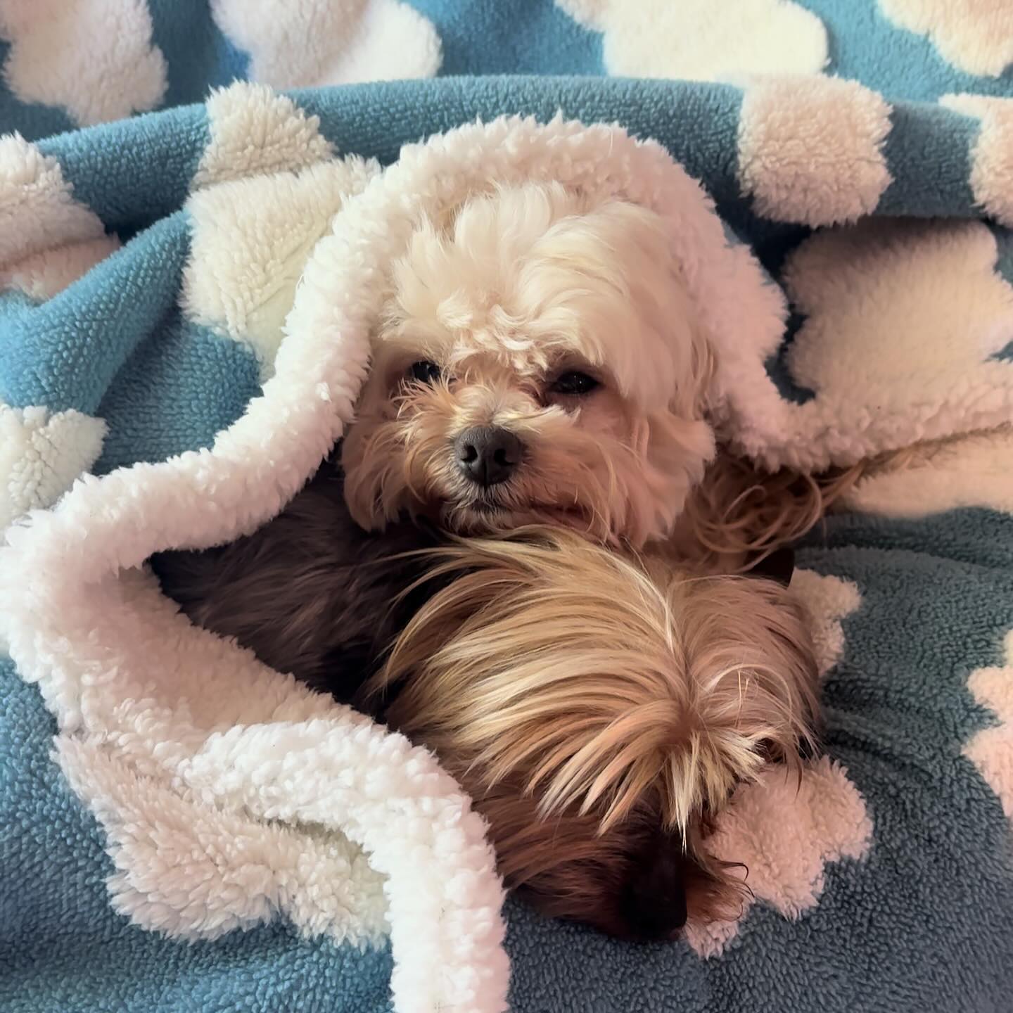 Instagram post by @kohaku_anddd for Amazon Pets. Caption reads: [...] storefront #commissionsearned #dogbed....