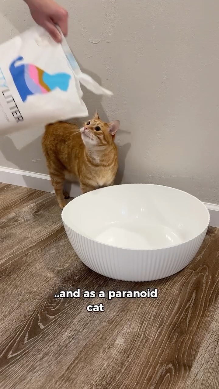 Instagram post by @philliptheorangecat for PrettyLitter. Caption reads: Detective Phillip is on the case! 😼 The mystery?....