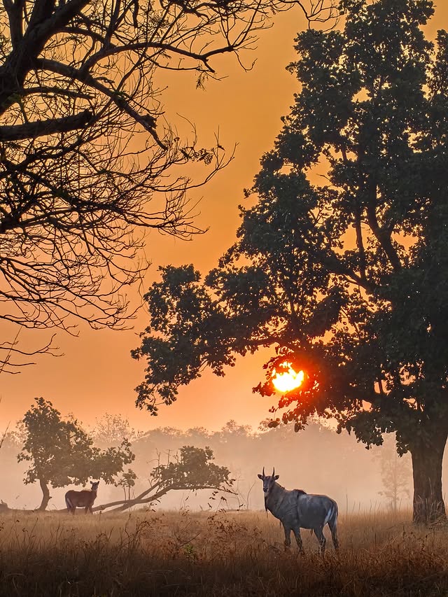 Instagram post by @varun.aditya for OnePlus. Caption reads: [...] a phone sees like a telephoto lens 🔥....