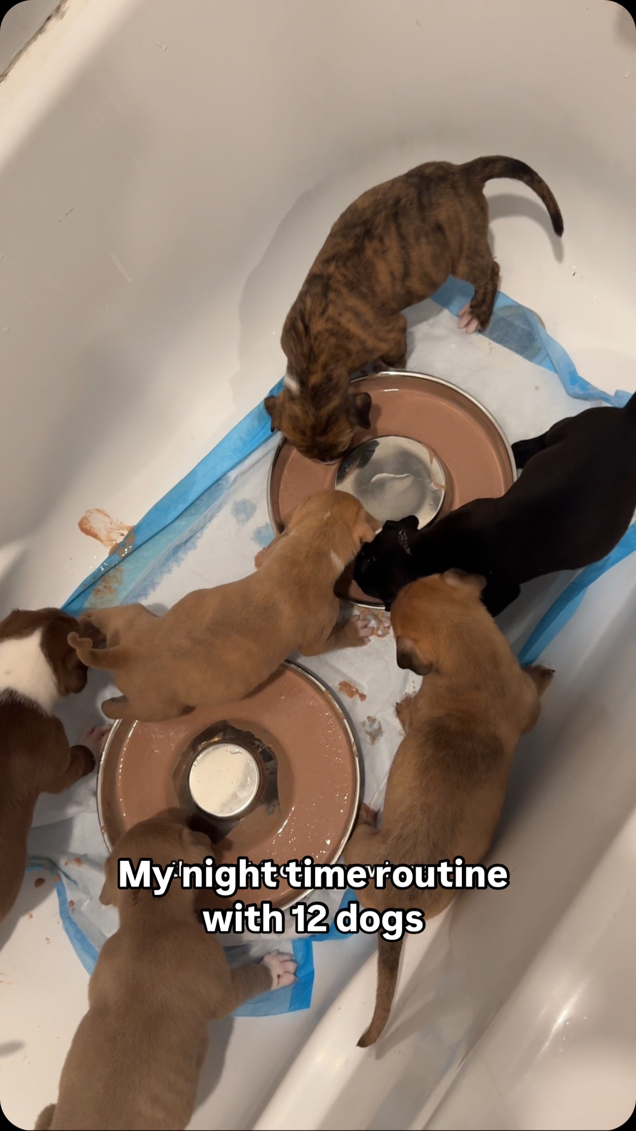 Instagram post by @mythologicaldogs for Open Farm Pet. Caption reads: An evening in my life with 12 dogs.

Isn’t always....