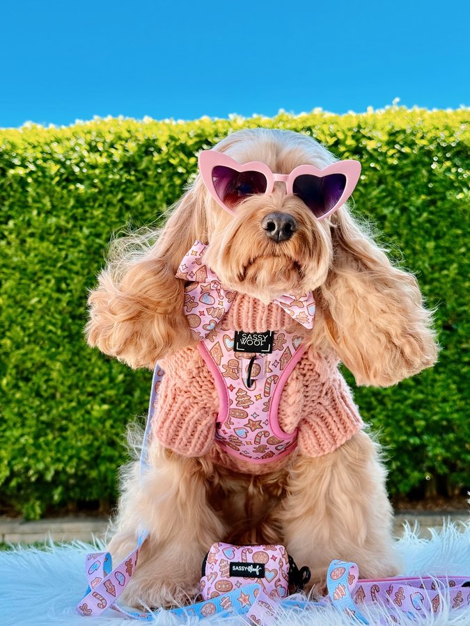 Instagram post by @lily_cute_cavoodle for Sassy Woof. Caption reads: [...] 
.
The Holiday 25 Collection from @sassywoof....