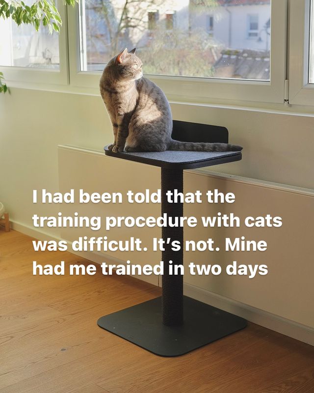 Instagram post by @2_cats_2_katzen for LucyBalu. Caption reads: What was the first trick your cat taught....