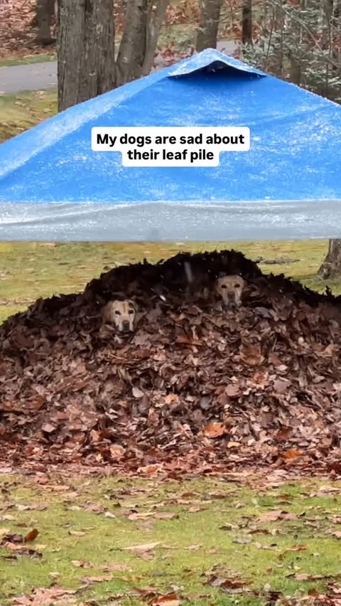 Instagram post by @dognamedstella for Fera Pets. Caption reads: [...] an end… Thanks for softening the blow,....