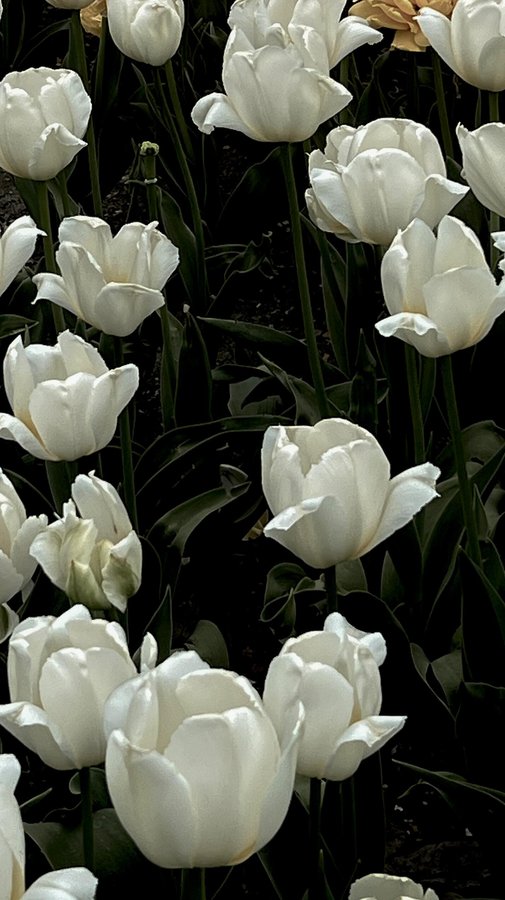 Instagram post by @ellennkimmm for Rosy Soil. Caption reads: [...] year I collaborated with @rosysoil because I....