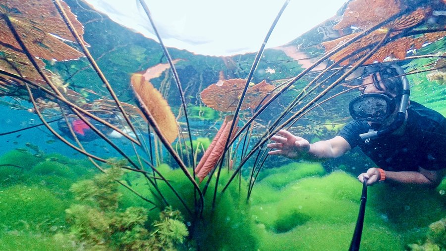 Instagram post by @caminhosdesconhecidos for Hygger Aquarium. Caption reads: One of my dreams came true on this Brazil....