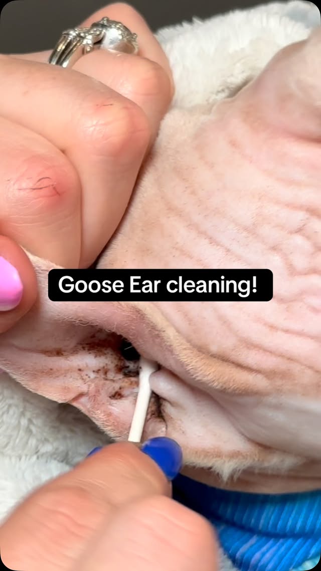 Instagram post by @duck.duckie.goose for Skout's Honor. Caption reads: Goose got his ears cleaned!! @skoutshonor....
