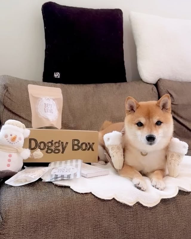 Instagram post by @toyamaruko for Doggy Box. Caption reads: [...]....