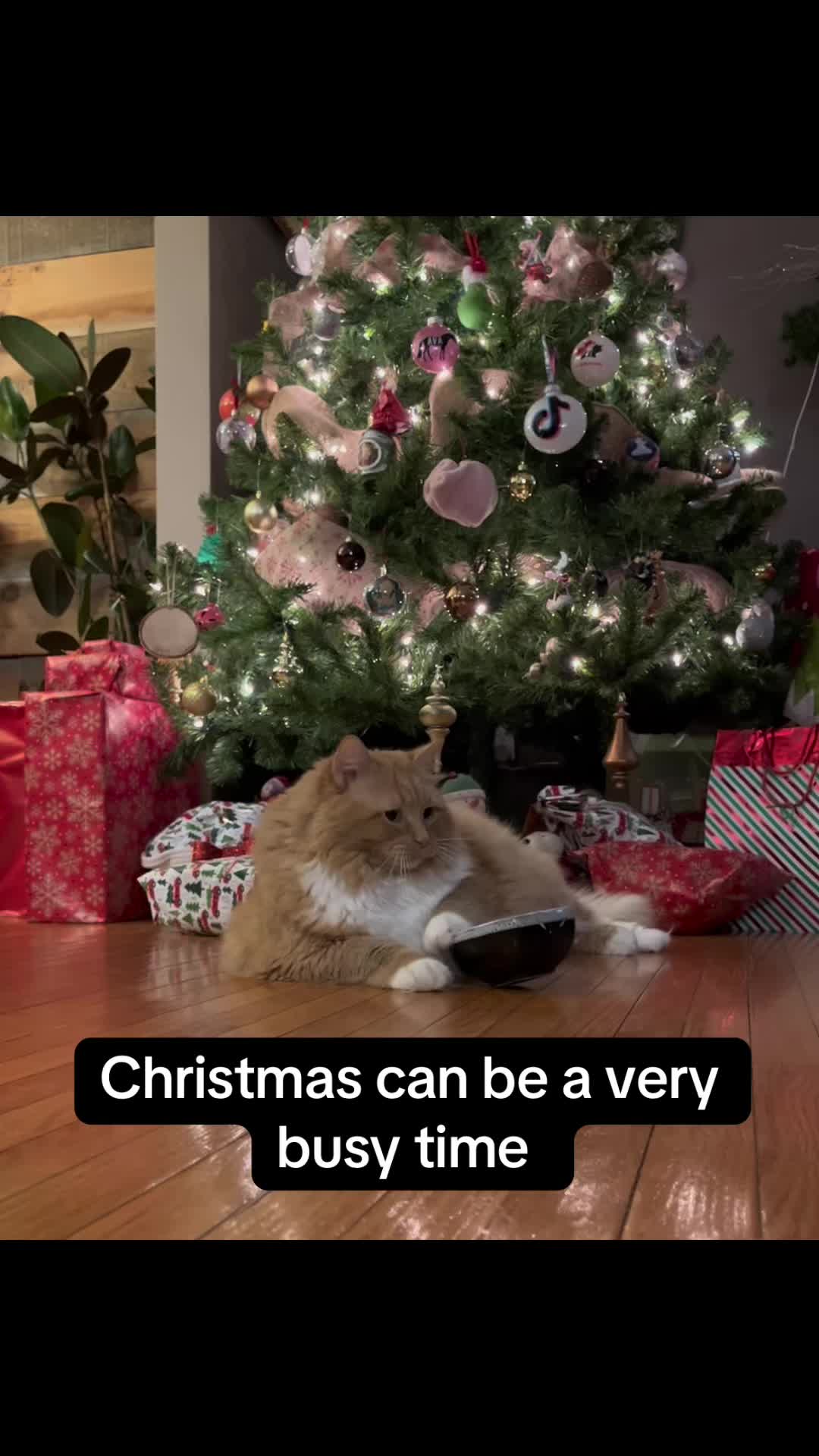 TikTok post by @fatcat391 for Siipet. Caption reads: [...] #catshealth #litterbox #cat #fyp @Siipet....