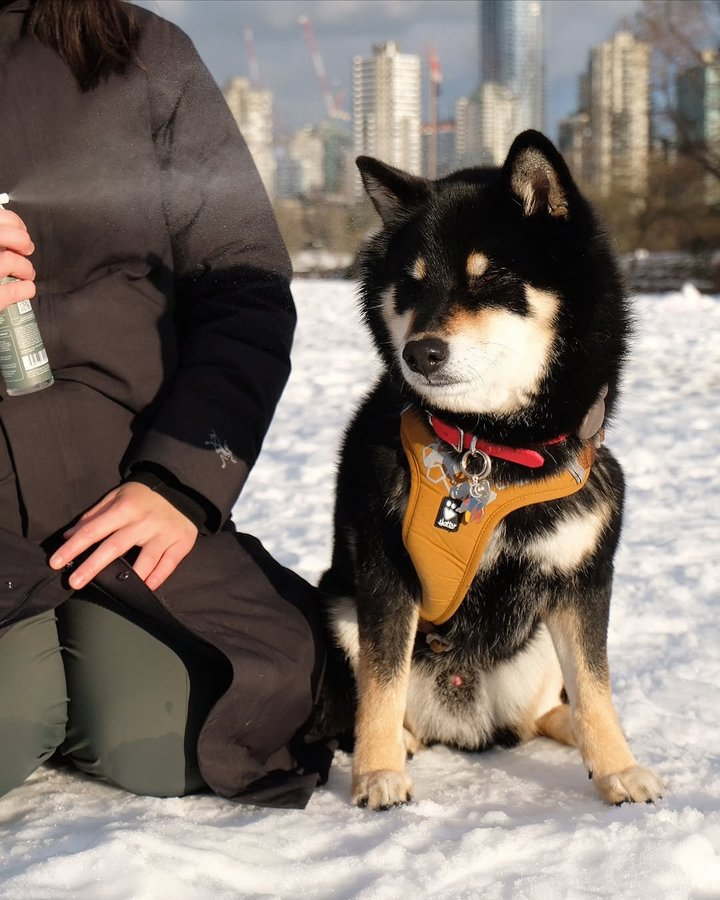 Instagram post by @gunner.shiba for Dandylion. Caption reads: [...] exhibits A and B to understand why....