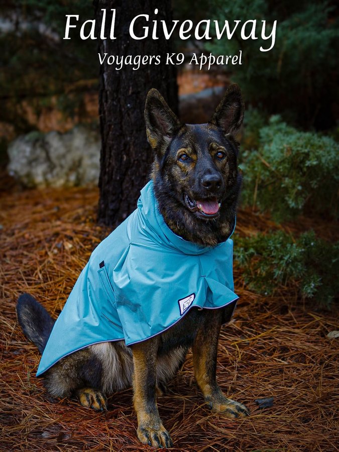 Instagram post by @renegadethesablegsd for Voyagers K9 Apparel. Caption reads: [...] Good luck! We’re partnering with....