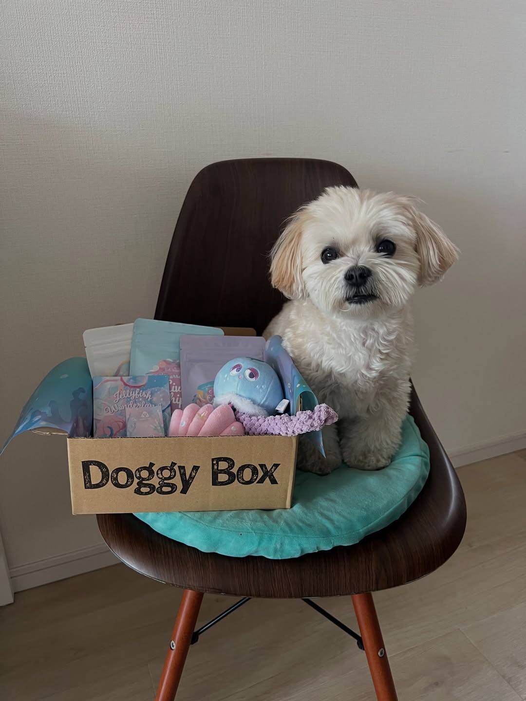 Instagram post by @tannana.yamada for Doggy Box. Caption reads: 🐕📦🤎

くらげのおもちゃがかわいい🪼♡

おやつもおもちゃもケア用品も
定期的に新しいのを....