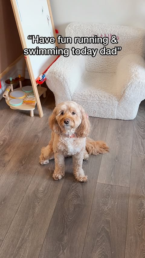 Instagram post by @lunatheminicockapoo for Native Pet. Caption reads: [...] summer 🥺☀️ and don’t forget their....