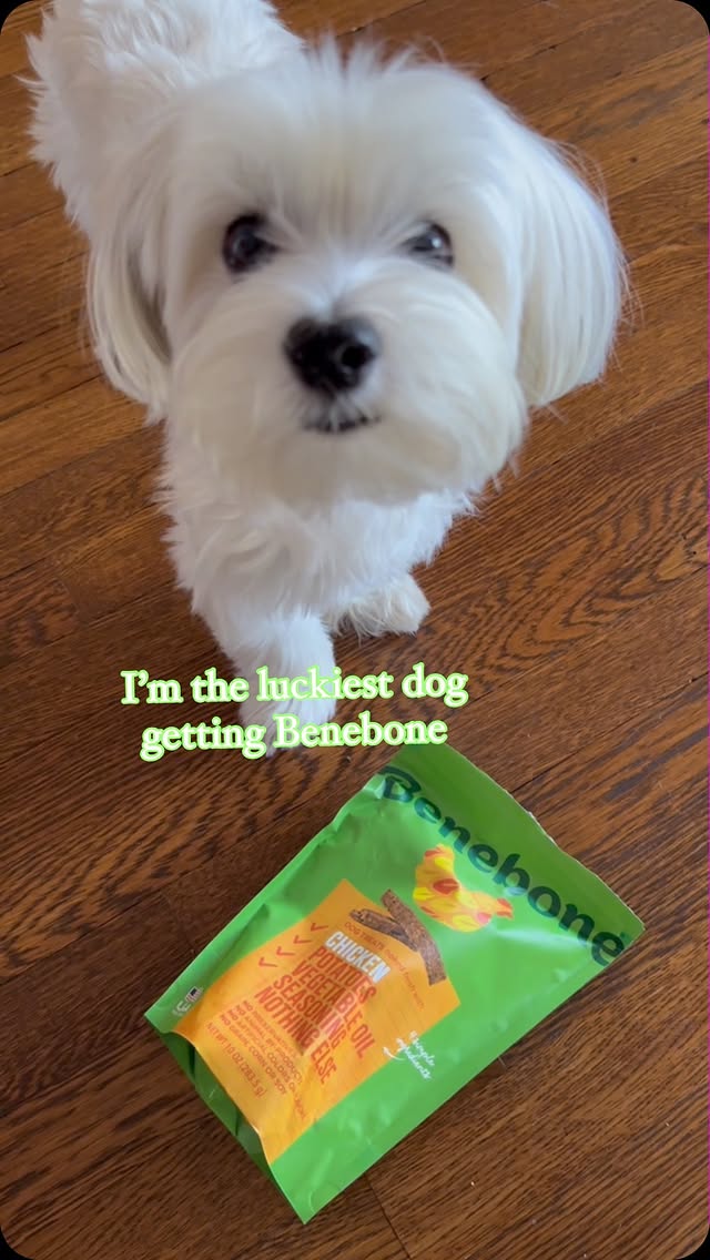 Instagram post by @rockynycmorkie for Benebone. Caption reads: [...] spoiled with my special box from....