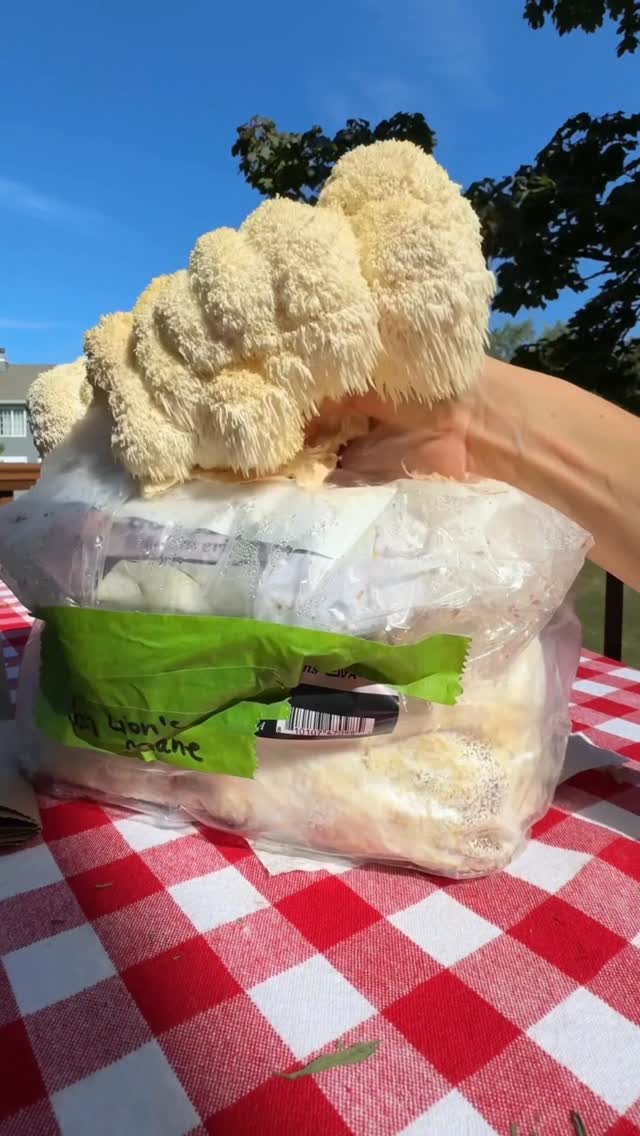 Instagram post by @wildwoodschef for North Spore. Caption reads: [...] extra magical and delicious!!!....