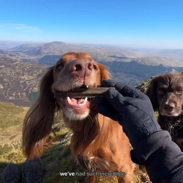 Instagram post by @theedinburghspaniels for Forthglade. Caption reads: The best decision I’ve ever made 🥹

Choosing to....