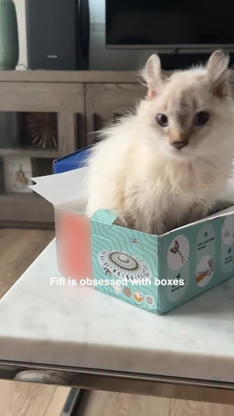 Instagram post by @kittyboyandfriends for Litter-Robot. Caption reads: [...] an unboxing 📦

I got my first....