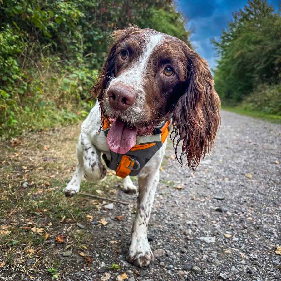 Instagram post by @ernieandco_ for Kurgo. Caption reads: Hey… Look what our friends at @kurgoeu sent us…....