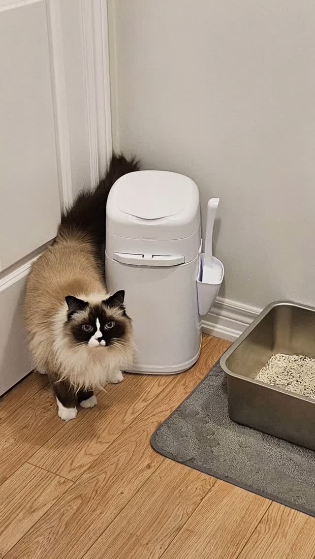 Instagram post by @thesavvydreamer for Peersway. Caption reads: 🐾 This isn’t just any trash can—it’s a Litter....