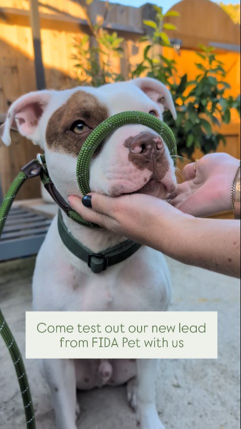 Instagram post by @little.life.of.theo for FidaPet. Caption reads: We have walked Theo on a figure 8 lead for a while....