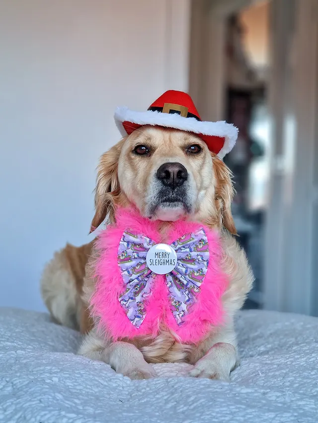 Instagram post by @bella_the_retriever21 for Frankys Bowtique. Caption reads: 🧑‍🎄 𝙎𝙖𝙩𝙪𝙧𝙙𝙖𝙮 𝙎𝙡𝙚𝙞𝙜𝙝! 🧑‍🎄

Big....