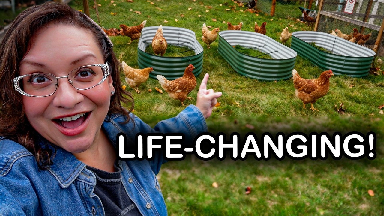 YouTube post by @WelcometoChickenlandia for Scratch and Peck Feeds. Caption reads: It's FINALLY Time To Share This Exciting News!.