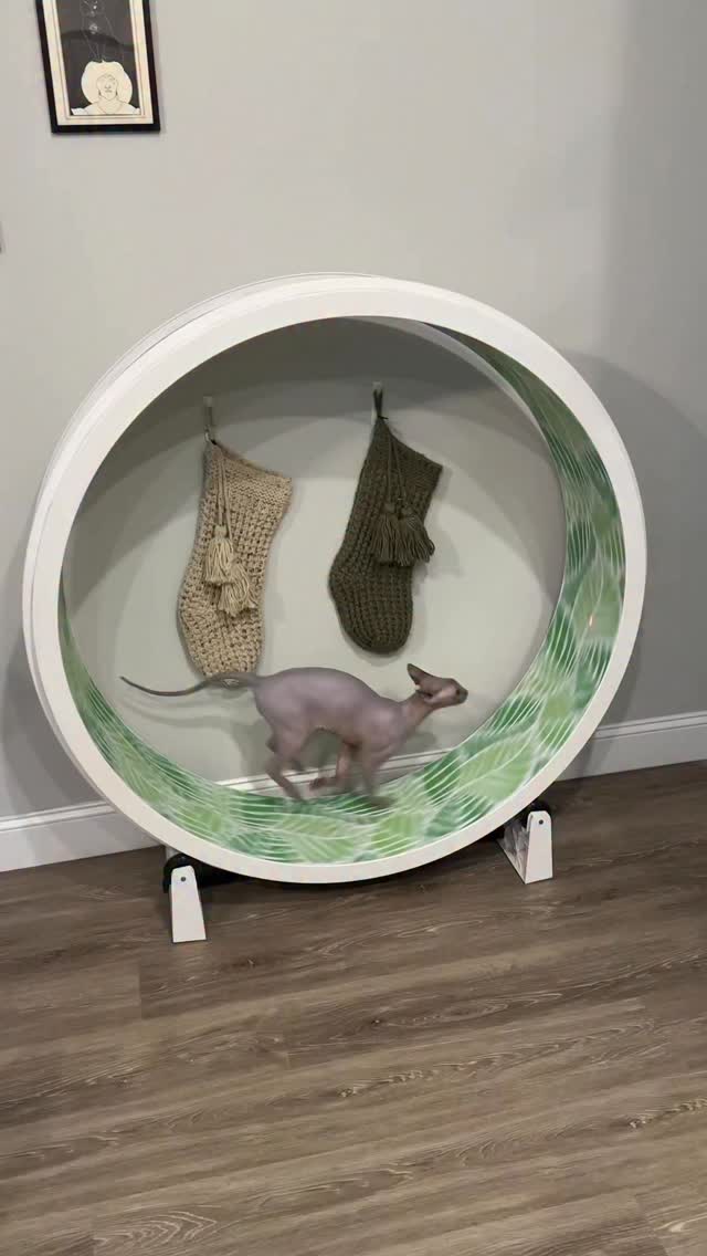 Instagram post by @hairlesslilbeans for One Fast Cat. Caption reads: The @one_fast_cat @onefastcat_official wheel has....