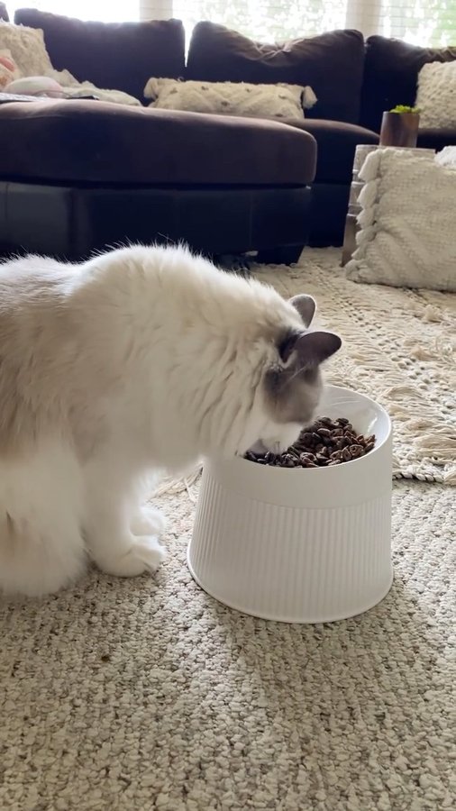 Instagram post by @aria_and_river for Uahpet. Caption reads: New Elevated Cat Bowl helps prevent whisker....