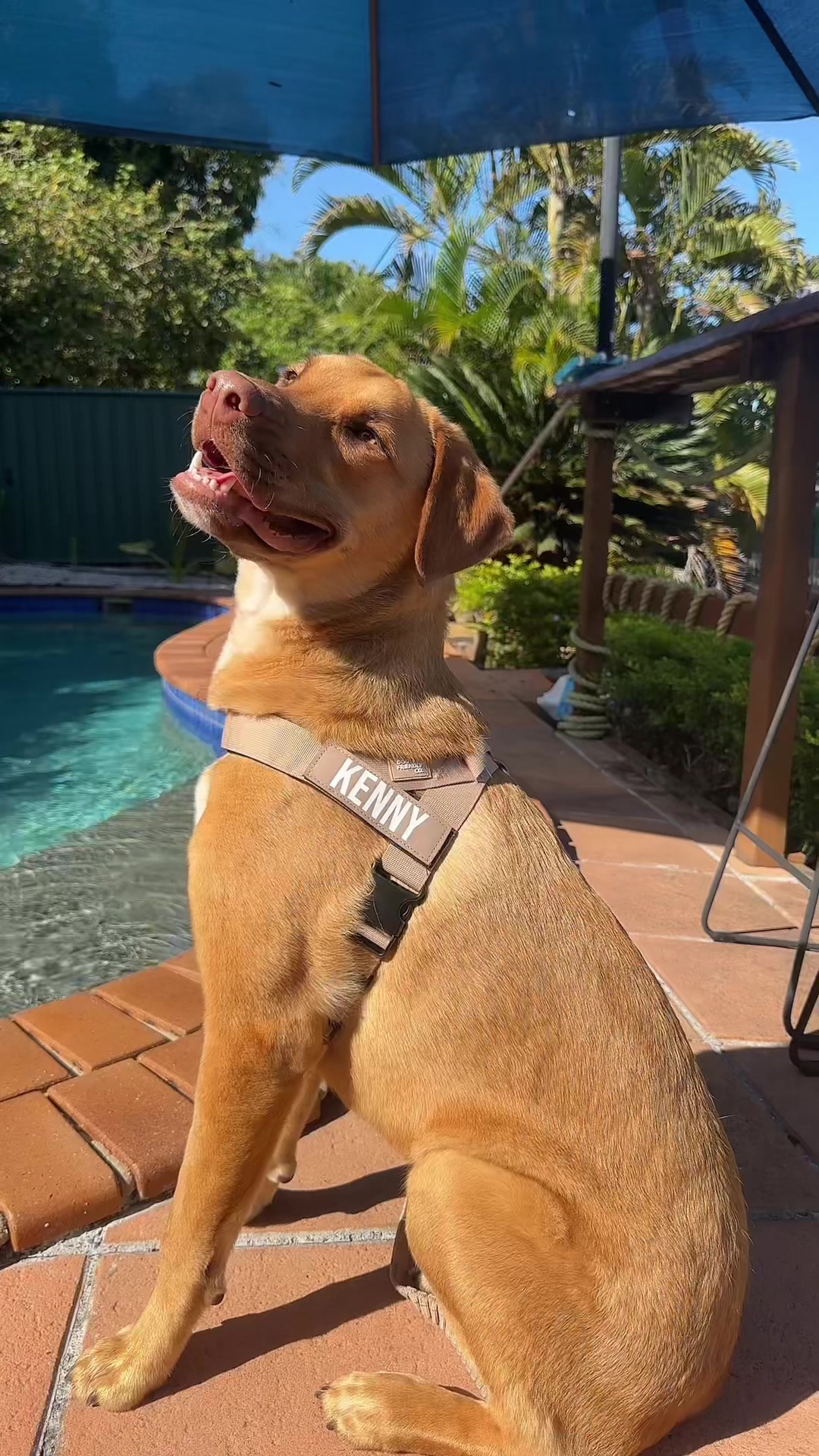 TikTok post by @taynryan for Dog Friendly Co. Caption reads: [...] with this new signature set from....