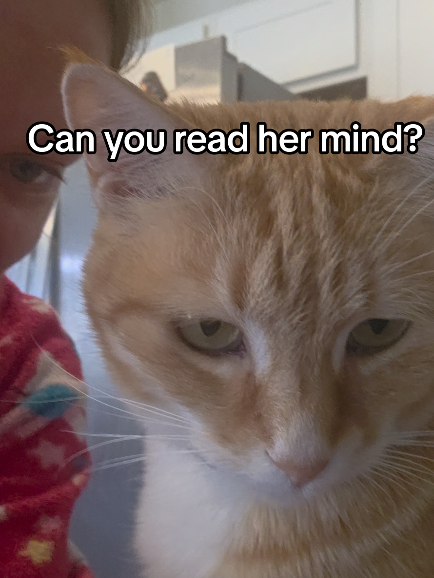 TikTok post by @jennandthepets for Just Try Pet US. Caption reads: [...] #summervibe #cat #catsoftiktok #fyp @Just....