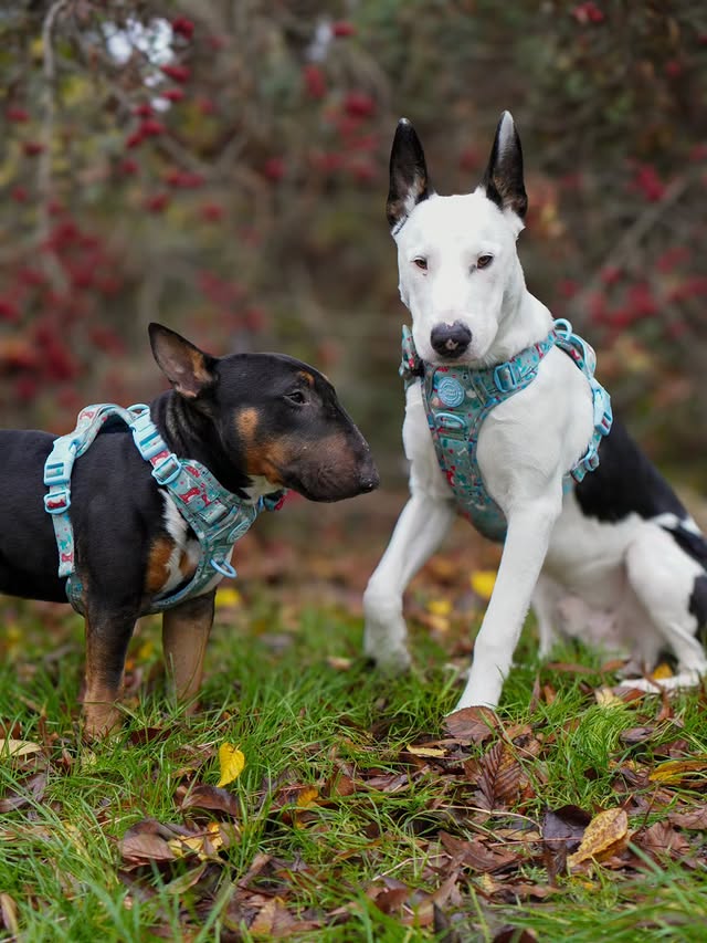 Instagram post by @kennyxralphy for Bailey and Coco. Caption reads: [...] time on fast forward 

Twinning in....
