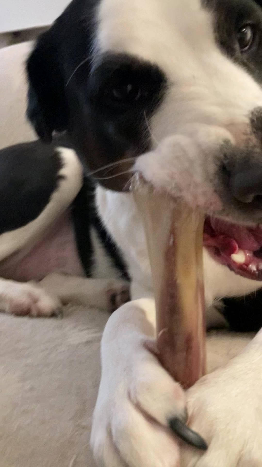 TikTok post by @vyketory for PetMD Store. Caption reads: #dogbones #dog #bone #shinbone @PetMDStore....