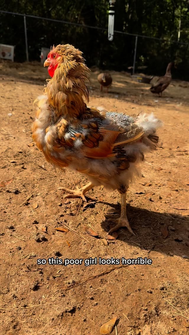 Instagram post by @bandrhomestead for Scratch and Peck Feeds. Caption reads: [...] chickens, make sure you check out....