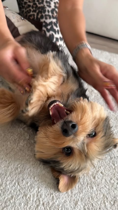 Instagram post by @ivett_hupczik for Herboxa. Caption reads: #hirdetés @herboxa 🐶.