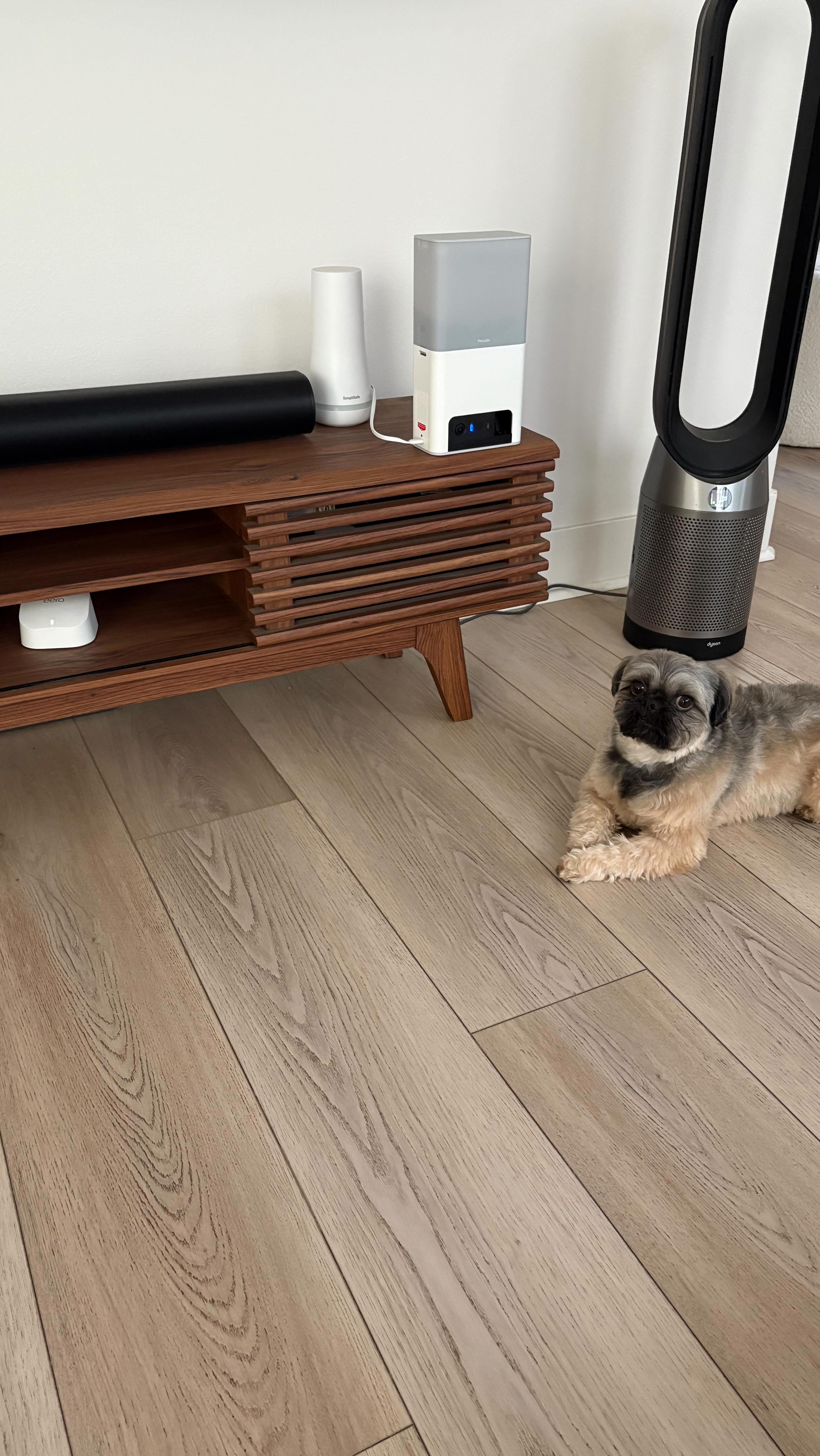 Instagram post by @hellopeppers for Petcube. Caption reads: I woke up the other day, put on my cowboy 🤠 hat....