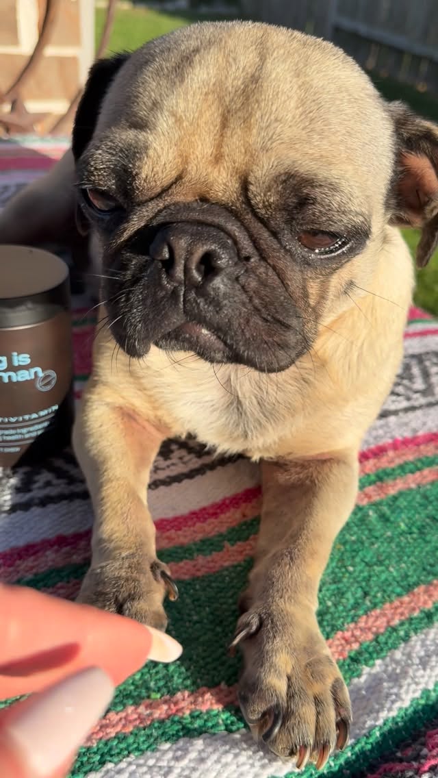 Instagram post by @calvinkleinthepugmodel for Dog is Human. Caption reads: [...] I here to share our newest friends....