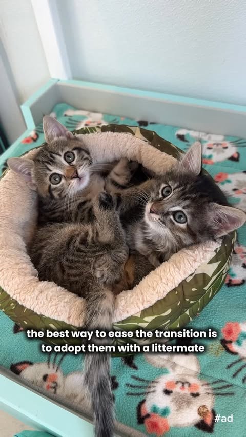Instagram post by @kittenxlady for Hill's Pet Nutrition. Caption reads: If you’re adopting a kitten (or two!), here are....