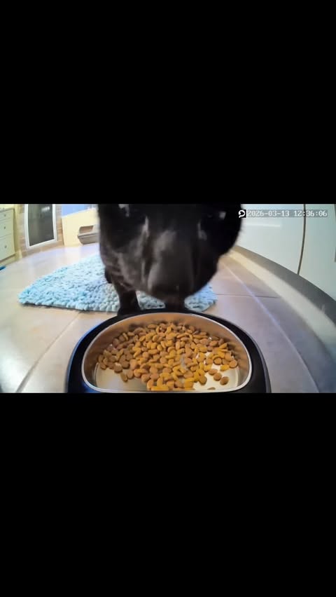 Instagram post by @phoebe_the_ch_kitty for Petlibro. Caption reads: Thanks to @petlibro Dobby’s food and water bowls....