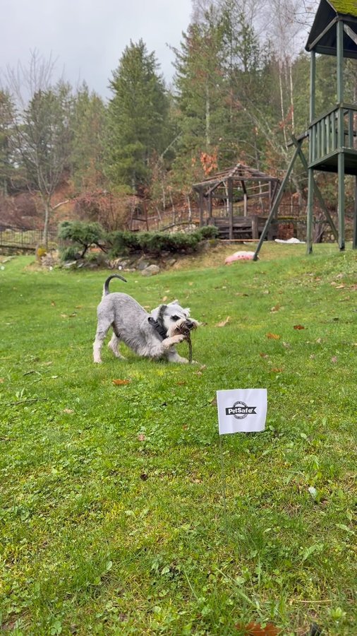 Instagram post by @teonamango for PetSafe. Caption reads: #ad We have been using the @petsafe Stay & Play....