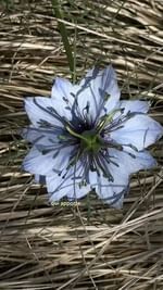 Instagram post by @chamellow for KENZO Parfums. Caption reads: « Mon focus, préserver plutôt qu’utiliser » ces....