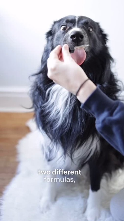 Instagram post by @curedbydogs for Pet Releaf. Caption reads: My dog gets stressed out when I leave the house -....