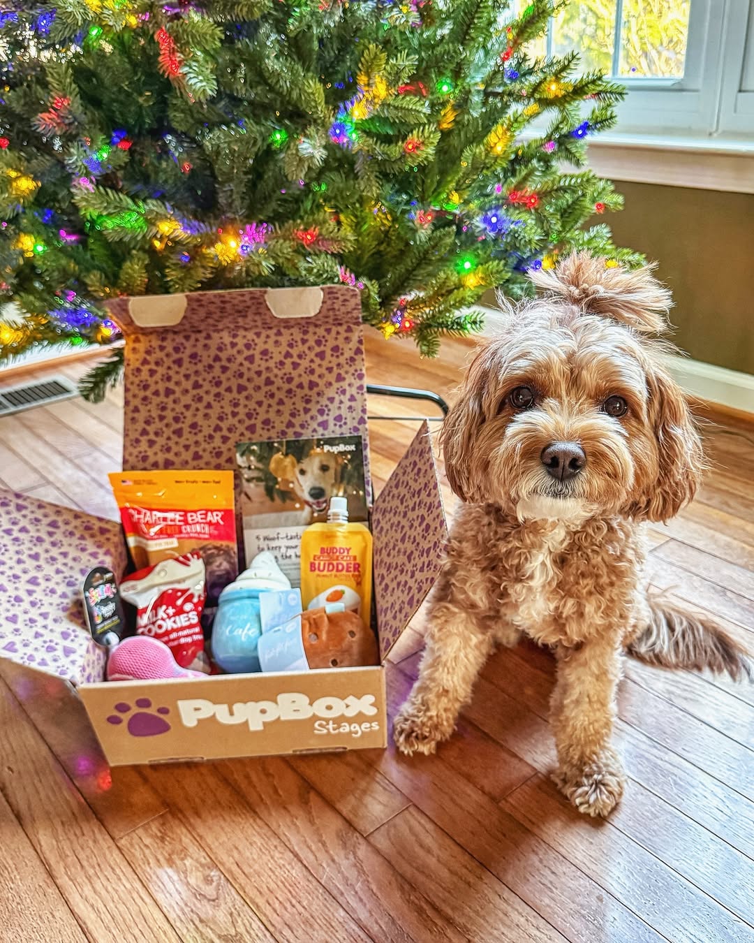 Instagram post by @with.love.kaden.and.adalynn for PupBox. Caption reads: #sponsored by @pupbox. 💜
━
Addie was on the fence....