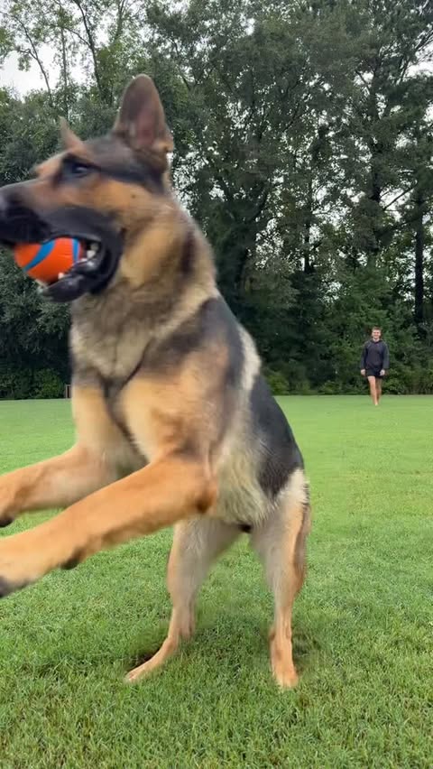 Instagram post by @evcoop for ORIJEN Petfoods. Caption reads: There’s just 0 need for Vader to be this athletic,....