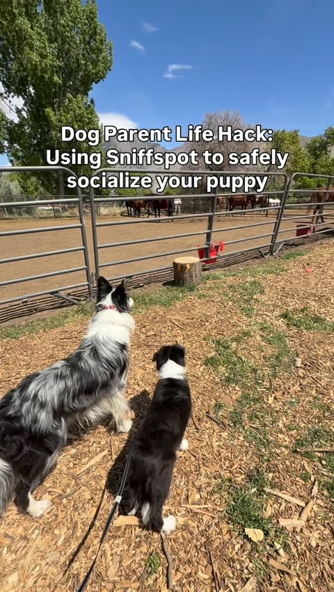 Instagram post by @highflyingcollies for Sniffspot. Caption reads: Sniffspot makes it so easy to safely socialize my....