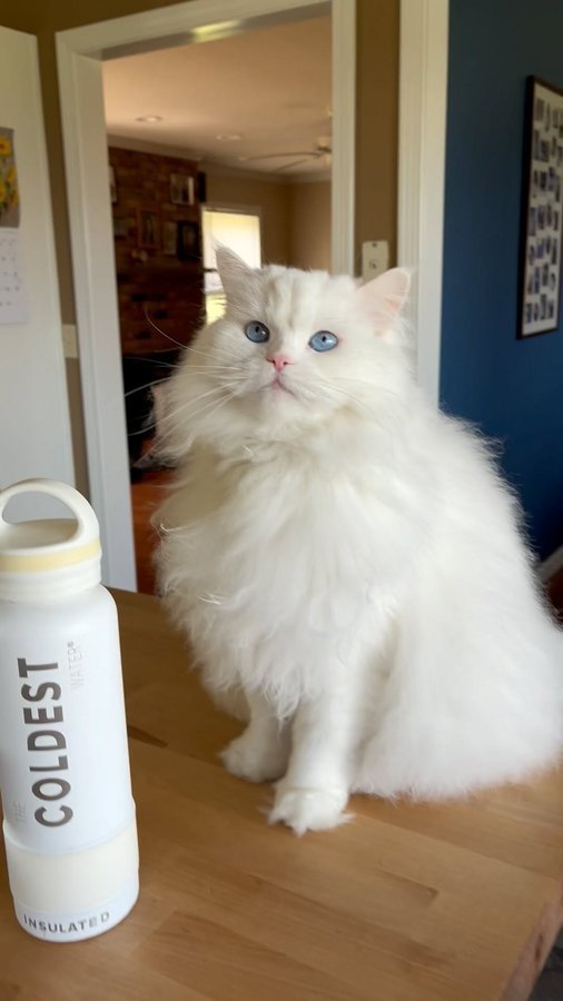 Instagram post by @khaleesithekitty116 for Coldest. Caption reads: Coldest Water Bottles are the best! Check out my....
