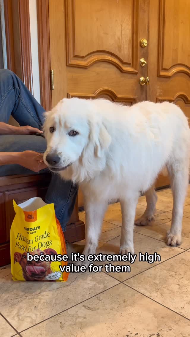 Instagram post by @thegoodhypeofficial for Sundays for Dogs. Caption reads: Please welcome sweet Henry, our newest foster 🤍....