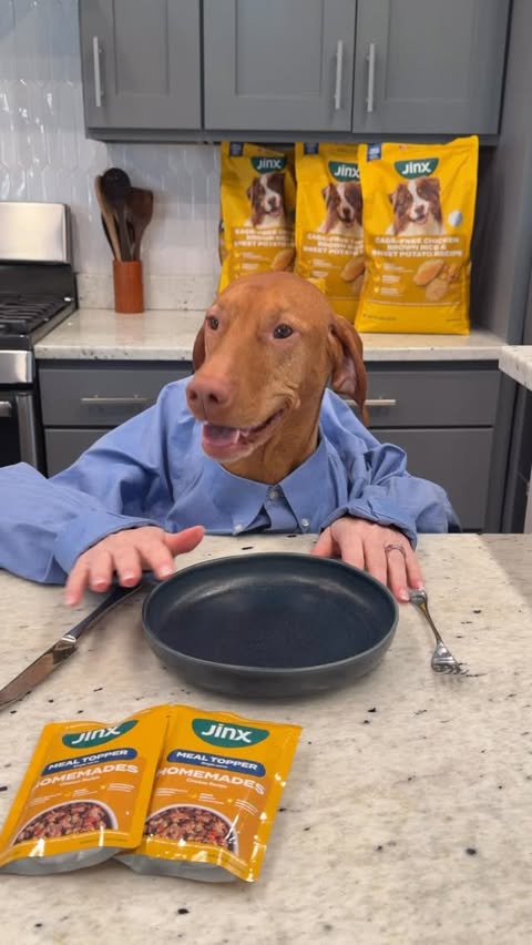 Instagram post by @waffles_the_vizsla for PetSmart. Caption reads: [...] his bowl stocked with @thinkjinx from....