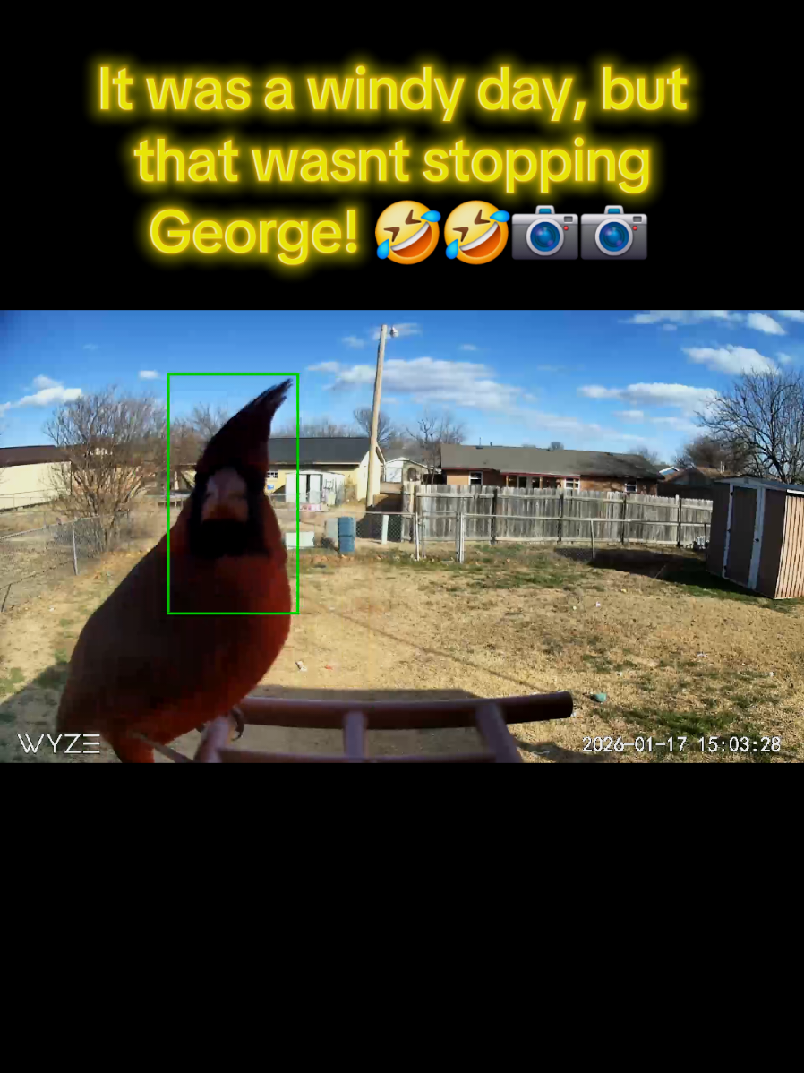 TikTok post by @jennthejenn for Wyze. Caption reads: [...] #fypシ #cardinals #backyardbirds @Wyze .