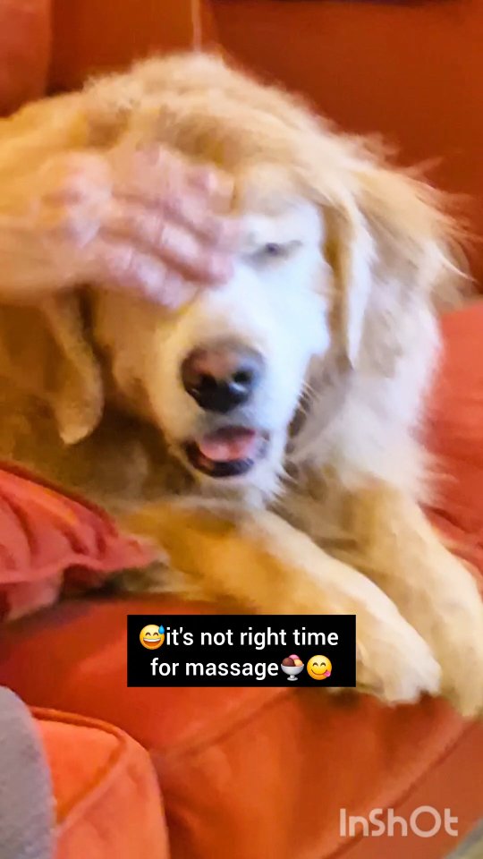 Instagram post by @shaggythegoldenone for LADbible. Caption reads: 🍨 Mama's having Haagen Dazs, and I'm trying to....